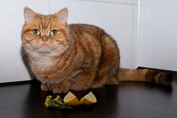 Fluffy golden ginger cat sniffs linden flowers and lemon slices on a black background.