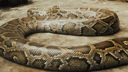 Thao Cam Vien zoo in Ho Chi Minh city