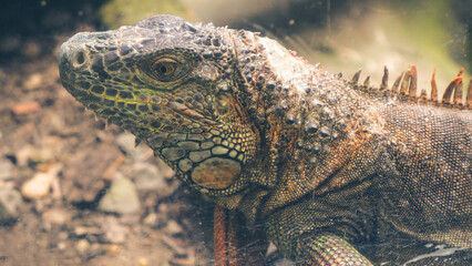 Closeup photos of iguana