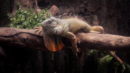 Closeup photos of iguana