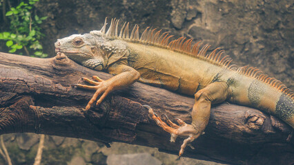 Closeup photos of iguana