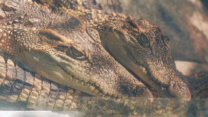 Thao Cam Vien zoo in Ho Chi Minh city