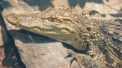 Thao Cam Vien zoo in Ho Chi Minh city