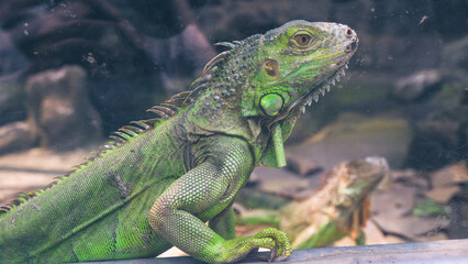 Closeup photos of iguana