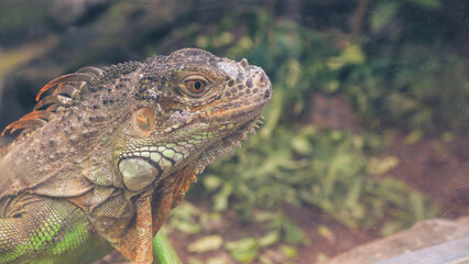 Closeup photos of iguana