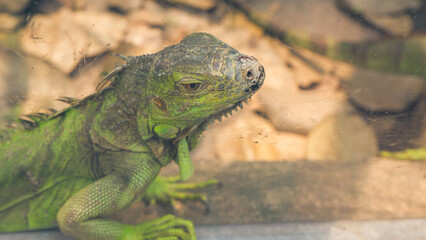 Closeup photos of iguana