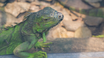 Closeup photos of iguana