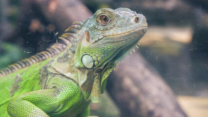 Closeup photos of iguana