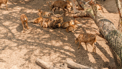 Thao Cam Vien zoo in Ho Chi Minh city