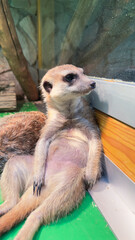 Curious Meerkat at the Zoo, Observing the World Beyond the Glass: A Playful Moment Captured in...
