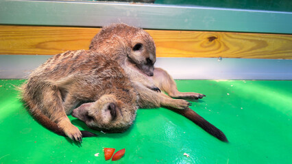 Two adorable meerkats snuggling together and relaxing on a vibrant green surface, showcasing their...