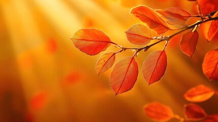 Autumn leaves bathed in sunlight