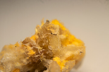 Close-up of red mold (Rhizopus oligosporus) growing on moist, spoiled rice. Shows fungal decay with...