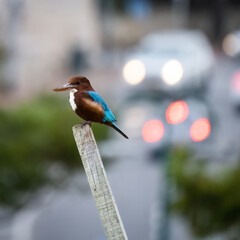 An Urban White Throated Kingfisher