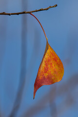An Autumn Leaf on a Tree Branch
