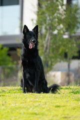A Black Dog in a Park