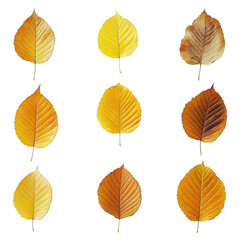 Obraz premium Golden autumn leaves arranged in grid pattern on a white background showcasing seasonal colors, Golden Autumn Leaves, white background