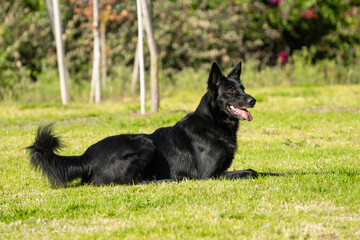 A Black Dog in a Park