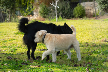 Two Dogs Meeting in a Park