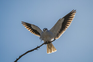 A Black Shouldered Kite Landing on a Tree Branch