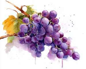 Water color. Fresh watercolor grapes on a vine branch.