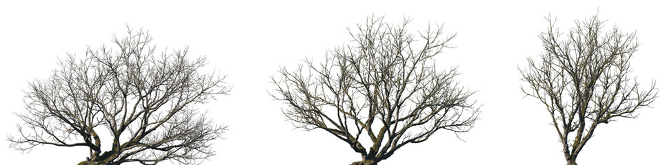 Set of Populus (commonly known as poplar) sick fallen trees in moss isolated png on a transparent background perfectly cutout