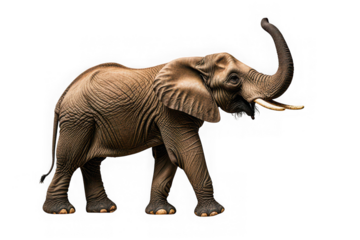 Majestic african elephant with trunk raised in a white background studio shot
