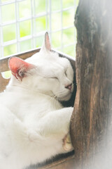 the white cat is sleeping on the wooden floor with dramatic tone