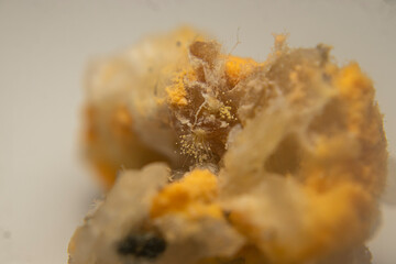 Close-up of red mold (Rhizopus oligosporus) growing on moist, spoiled rice. Shows fungal decay with...