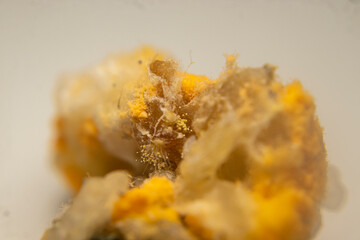 Close-up of red mold (Rhizopus oligosporus) growing on moist, spoiled rice. Shows fungal decay with...