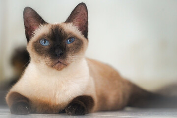 the siamese cat lay on the floor with soft tone