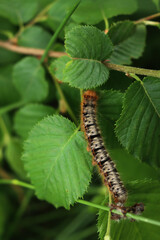 Close-up of fluffy orange, black and white caterpillar with red head on green Hazelnut leaves on summer season