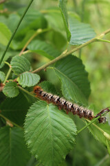 Close-up of fluffy orange, black and white caterpillar with red head on green Hazelnut leaves on summer season