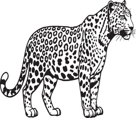 Hand Drawn Leopard Vector Set – Wild Big Cat Illustration, African Jungle Animal Art, Panthera Line Drawing for Logos, Tattoos & Prints

