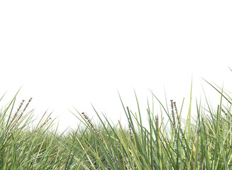 Fototapeta premium green grass isolated 