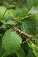 Close-up of fluffy orange, black and white caterpillar with red head on green Hazelnut leaves on summer season