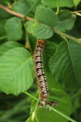 Close-up of fluffy orange, black and white caterpillar with red head on green Hazelnut leaves on summer season