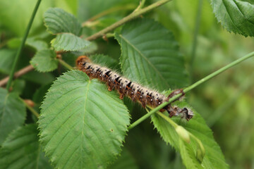 Close-up of fluffy orange, black and white caterpillar with red head on green Hazelnut leaves on summer season