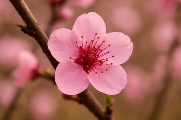 Obraz premium A solitary pink blossom stands out against a softly blurred backdrop of delicate petals, capturing the essence of springtime