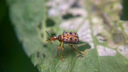 Echinapoderus kilimanus, a rare weevil native to East Close-up of Echinapoderus kilimanus, a spiny...