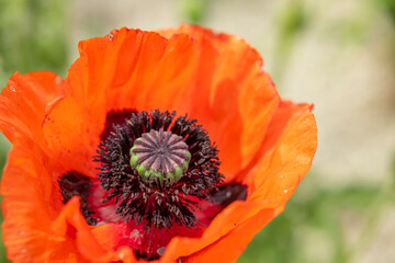 Vibrant Orange Poppy Blooming in Czechia Garden