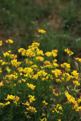 Yellow wildflower also called Bird's-foot Trefoil in the meadow. Lotus corniculatus plant in bloom 