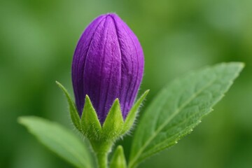 A solitary purple bud stands out against a verdant backdrop, its vibrant hue hinting at the promise of new life