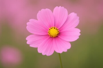 Obraz premium A solitary pink cosmos blooms in sharp focus against a blurred backdrop of soft purple hues, symbolizing beauty and tranquility