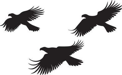 Obraz premium Soaring Hawks in Flight