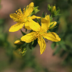 St. John's wort plant with beautiful yellow flowers. Hypericum perforatum in bloom on summer