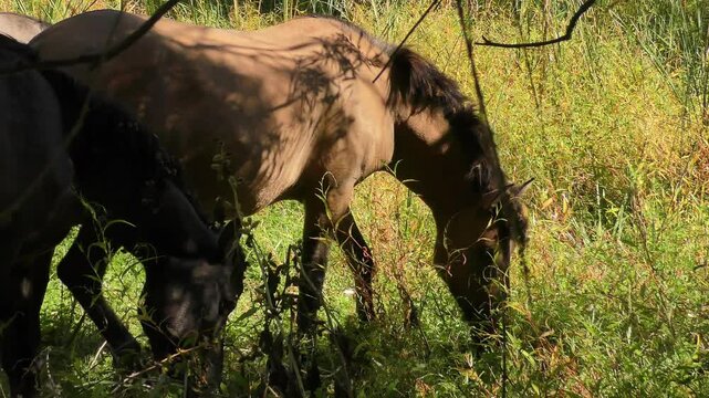 A wild Hutsul horses graze on one of the islands of the Danube Delta, close-up.