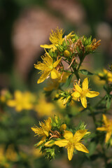 St. John's wort plant with beautiful yellow flowers. Hypericum perforatum in bloom on summer