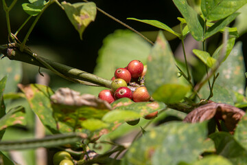 Ripe premium Robusta coffee cherries (Coffea canephora) with vibrant red color, rich in caffeine and antioxidants, ready to harvest—boosts energy and supports antioxidant health.