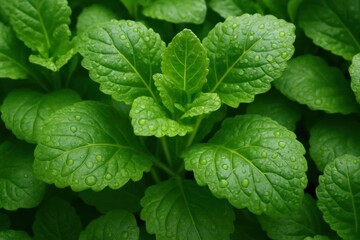 Lush Green Leaves with Tiny Water Droplets Capturing a Moment of Serenity